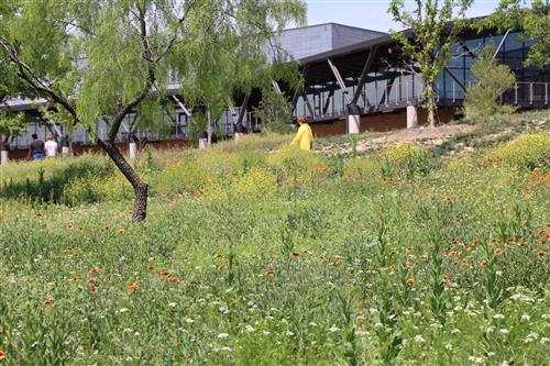 A prairie of flowers with a building behind it