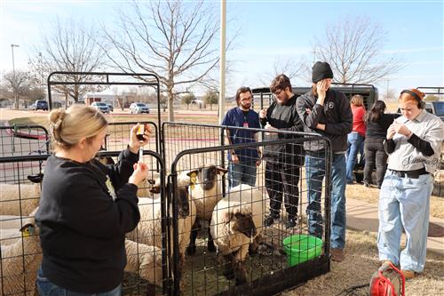 a teacher and a student prepare to vaccinate a ewe