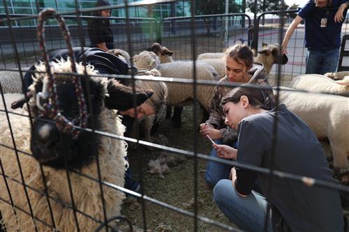 Students watch a demonstration on how to vaccinate a ewe