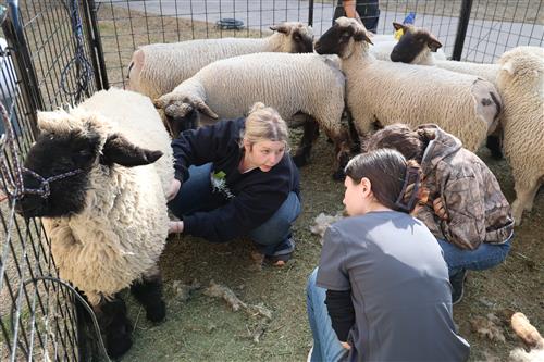 students learn how to vaccinate a ewe