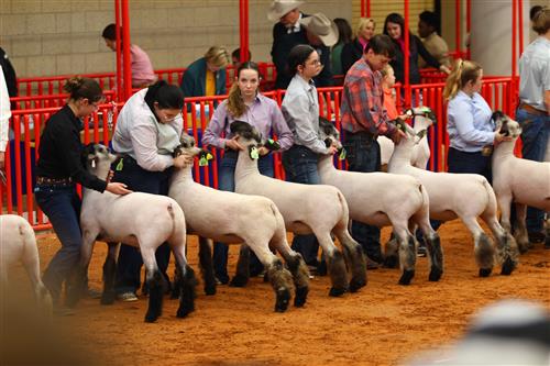 Students with their animal at the FWSSR 2025