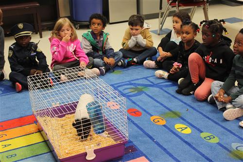 students look at a pig