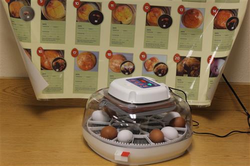 an incubator with eggs with lifecycle of a chicken behind it.
