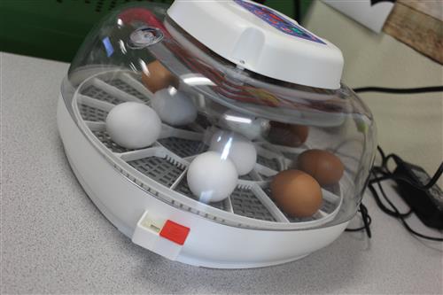 eggs in an incubator
