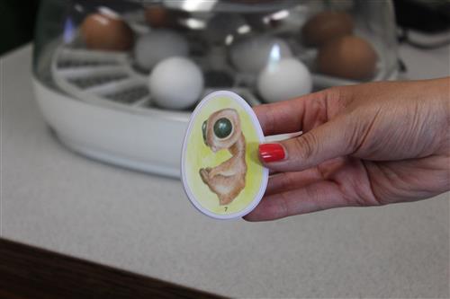 a drawing of a chicken in an egg
