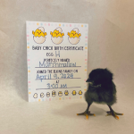 chick hatched from egg H named Marshmallow