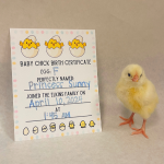 chick hatched from egg H named Princess Sunny
